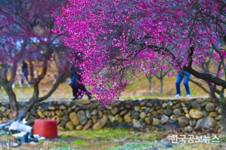 기사이미지 https://kpnnews.cdn.ntruss.com/202405160644411715852681725