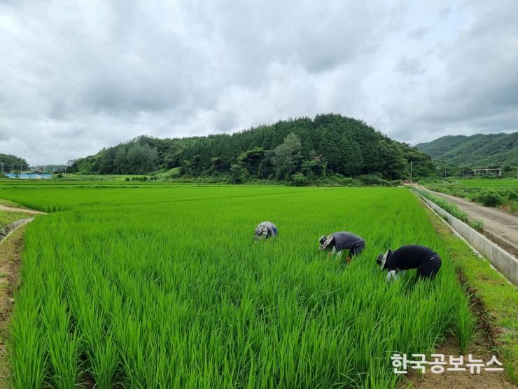 기사 사진