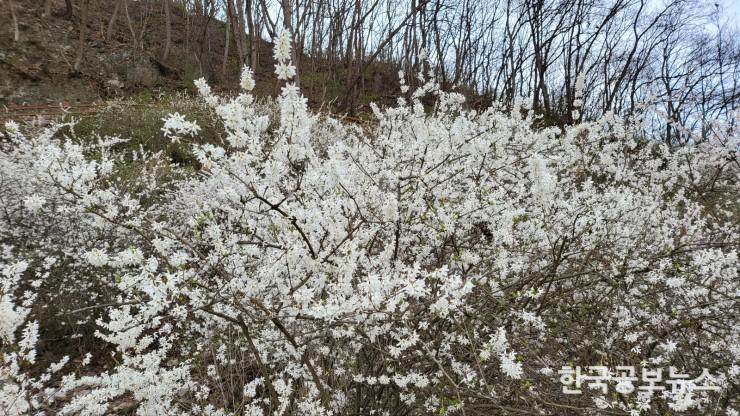 기사이미지 https://kpnnews.cdn.ntruss.com/202406200440251718869225327