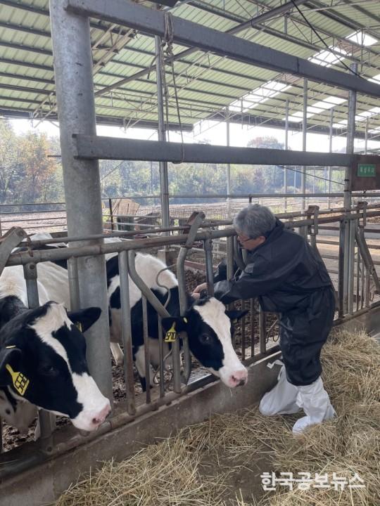 양평군,  럼피스킨병 백신접종 총력 기사 사진