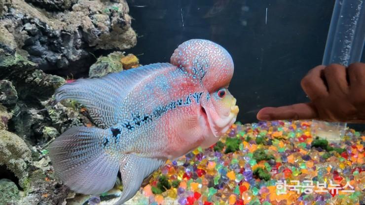 기사이미지 https://kpnnews.cdn.ntruss.com/202406250236511719293811939