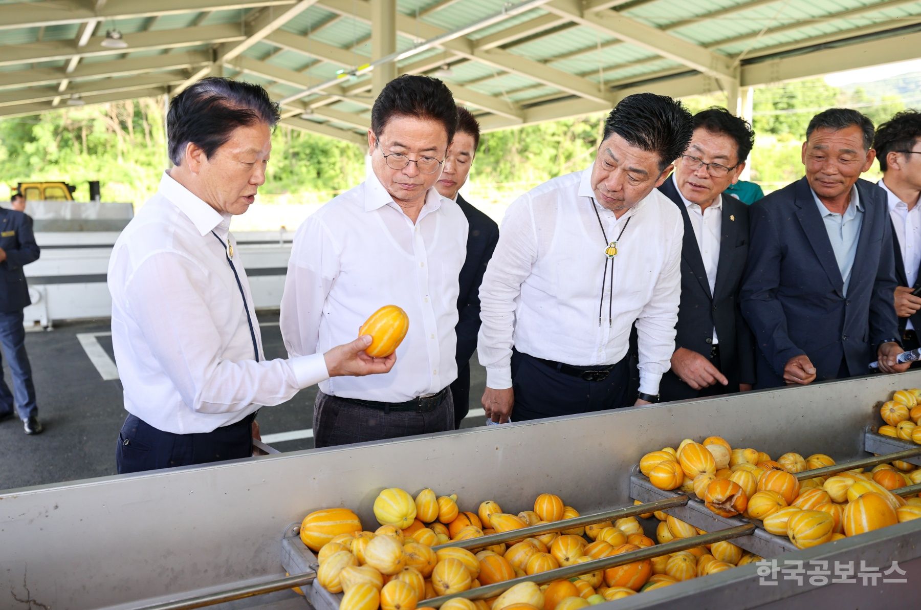 성주 참외 조수입 6천억 달성 기사 사진