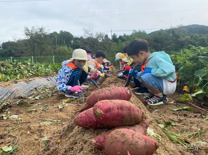 원주시농업기술센터 농작물 수확 체험 한창  기사 사진